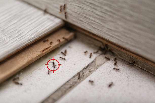 Pest Prevention Services in Tracyton, WA